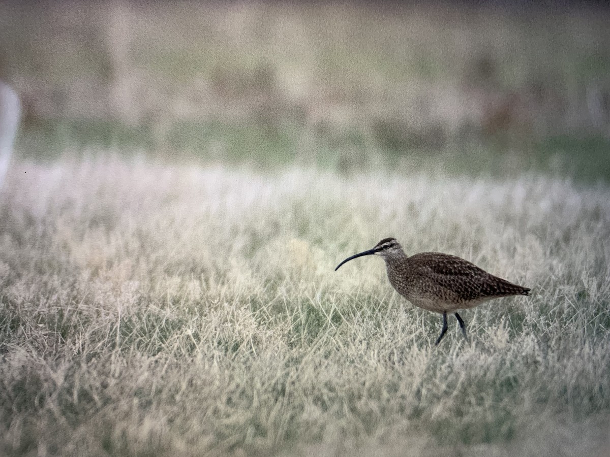 Regenbrachvogel - ML453926181