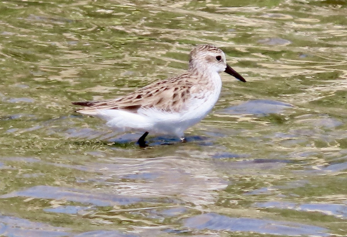 Semipalmated Sandpiper - Micky Louis
