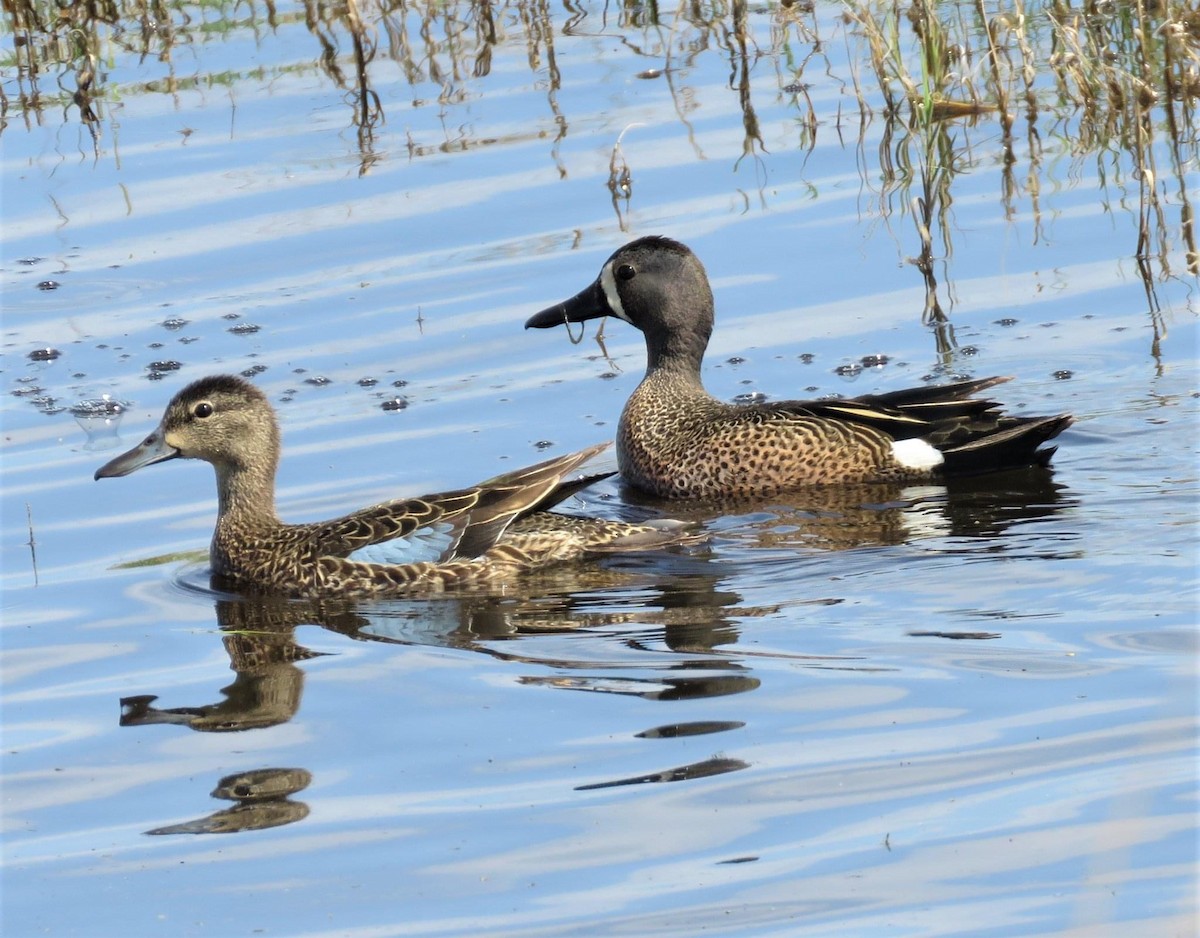 Blue-winged Teal - ML453926881