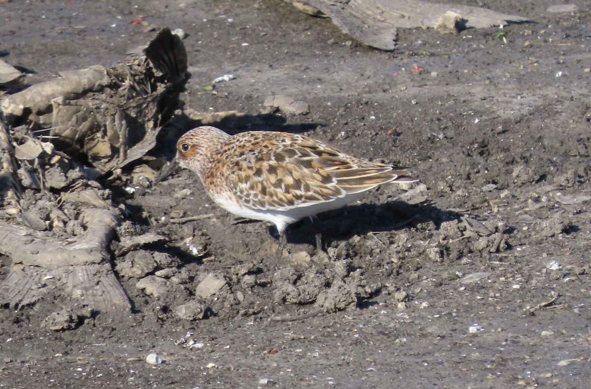 Bécasseau sanderling - ML453927611