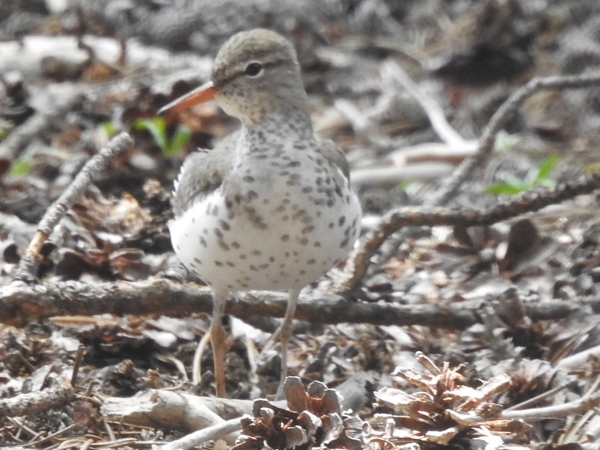 Spotted Sandpiper - ML453927801