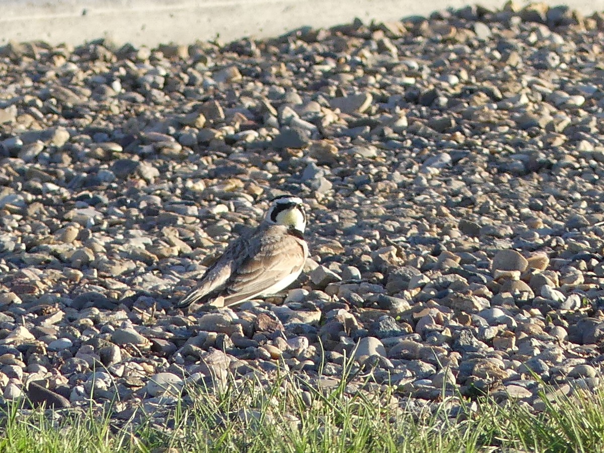 Horned Lark - ML453929441