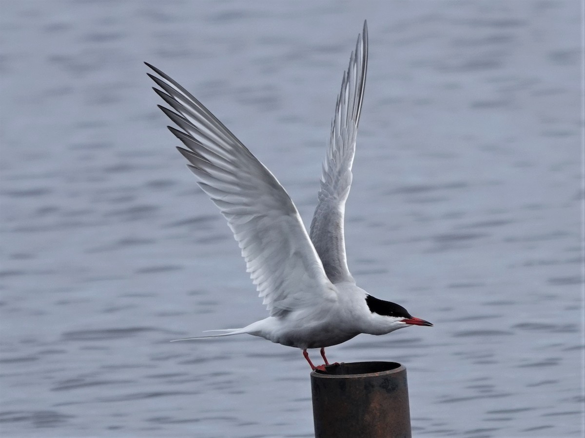 Common Tern - Bob Saunders
