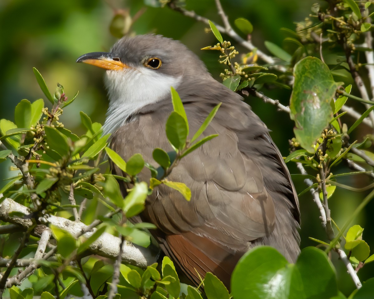 Yellow-billed Cuckoo - ML453930041