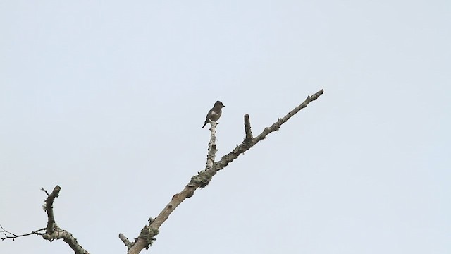 Olive-sided Flycatcher - ML453932491