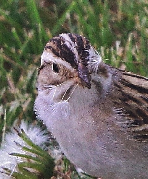 Clay-colored Sparrow - ML453934041