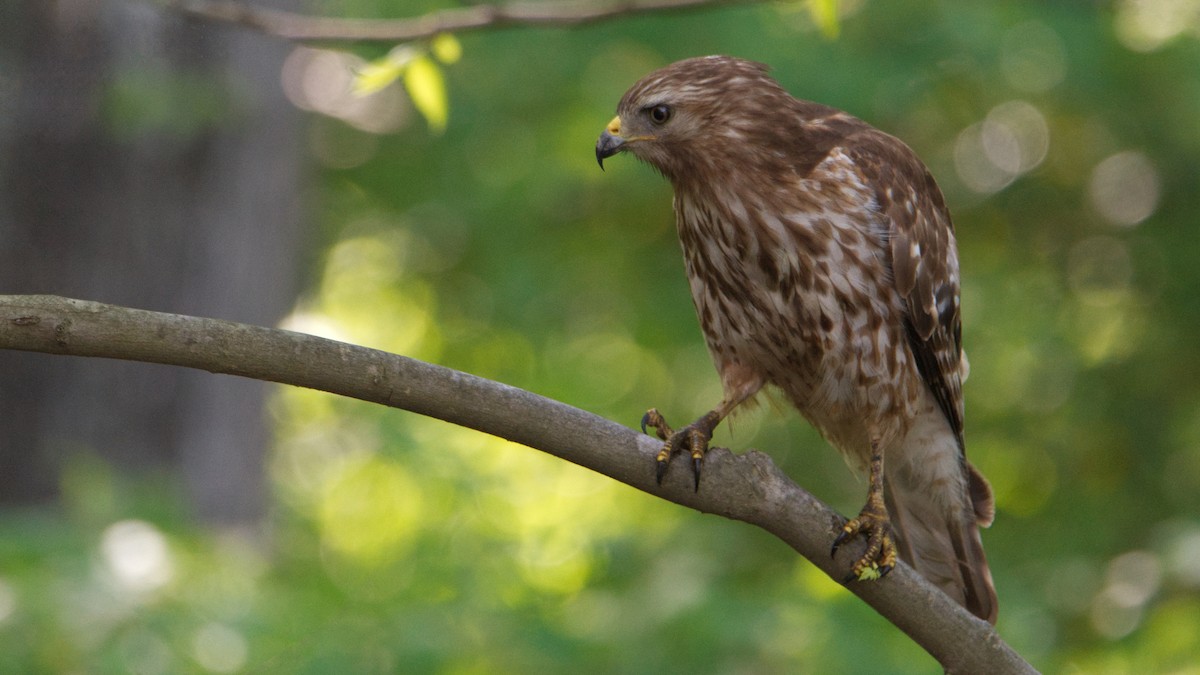 Red-shouldered Hawk - ML453936141
