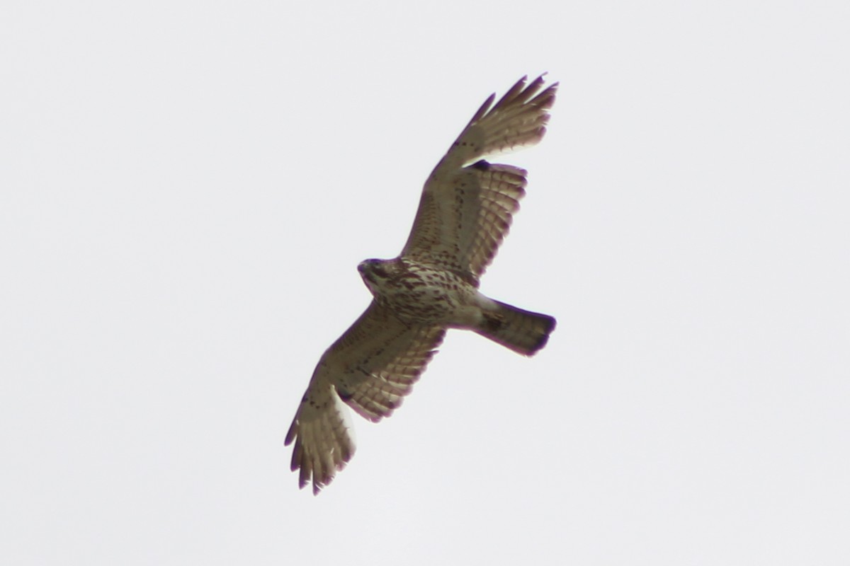 Broad-winged Hawk - ML453936241