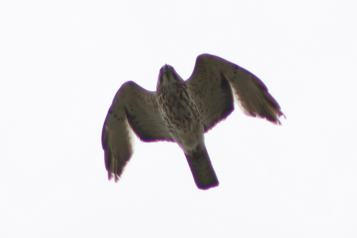 Broad-winged Hawk - ML453936281
