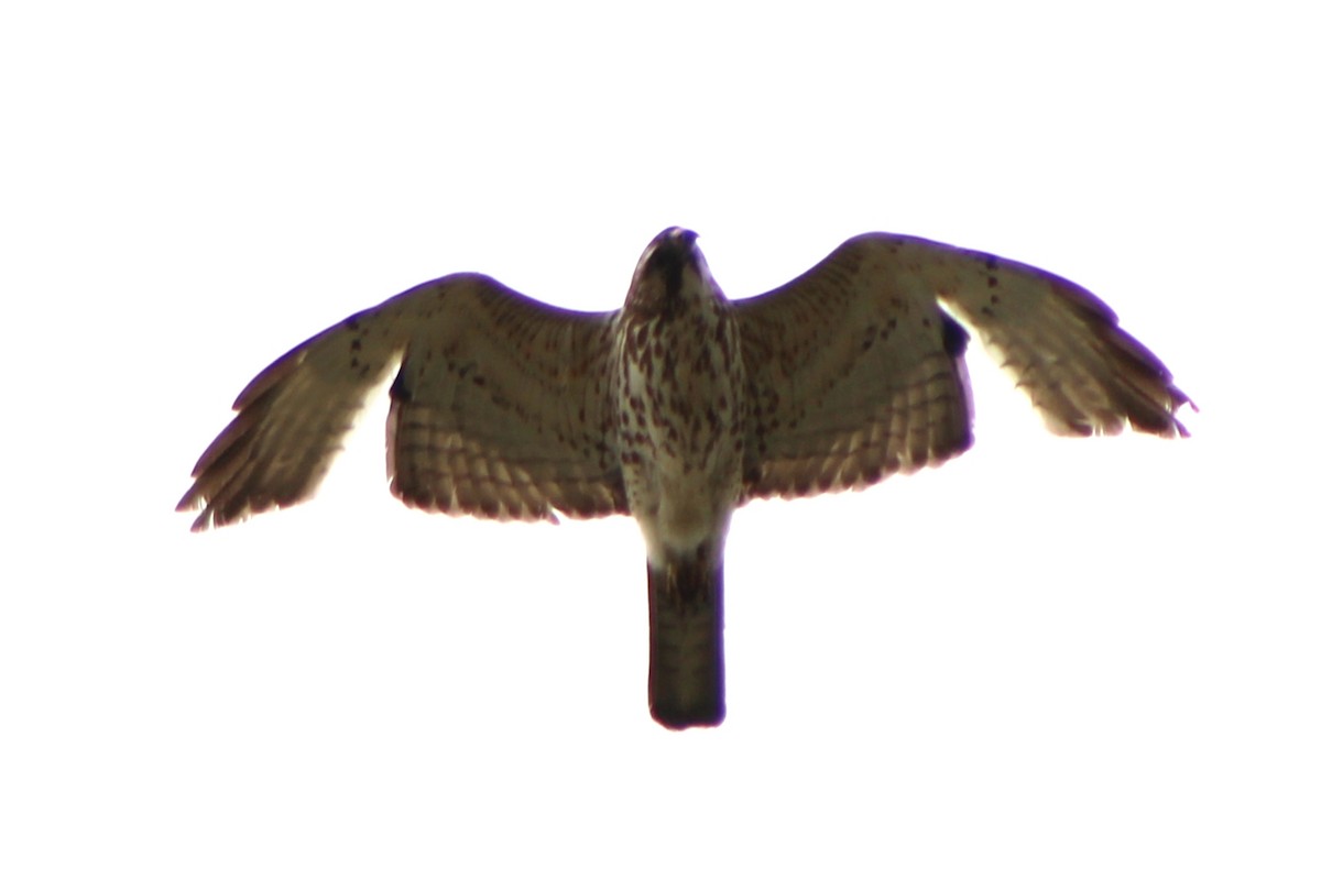 Broad-winged Hawk - ML453936291