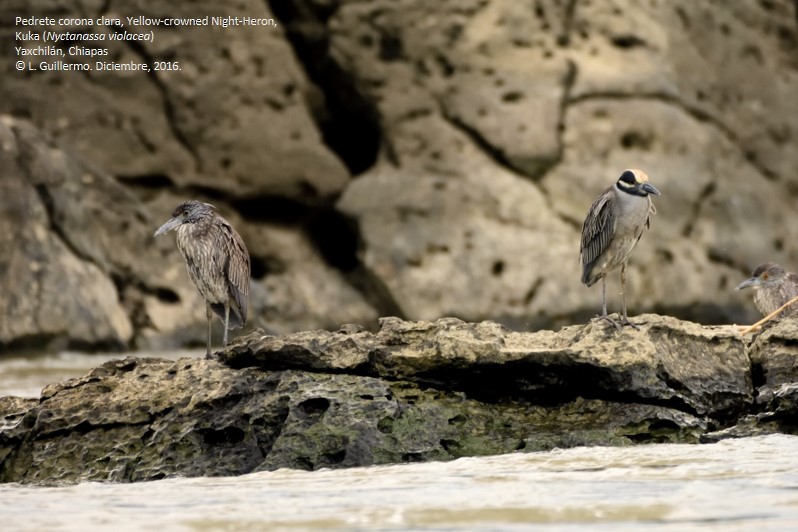 Yellow-crowned Night Heron - ML45393721