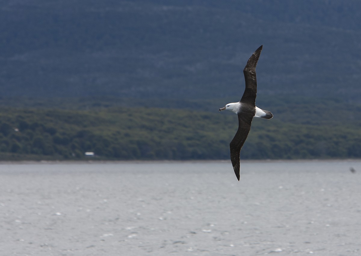 Albatros à sourcils noirs - ML45393761
