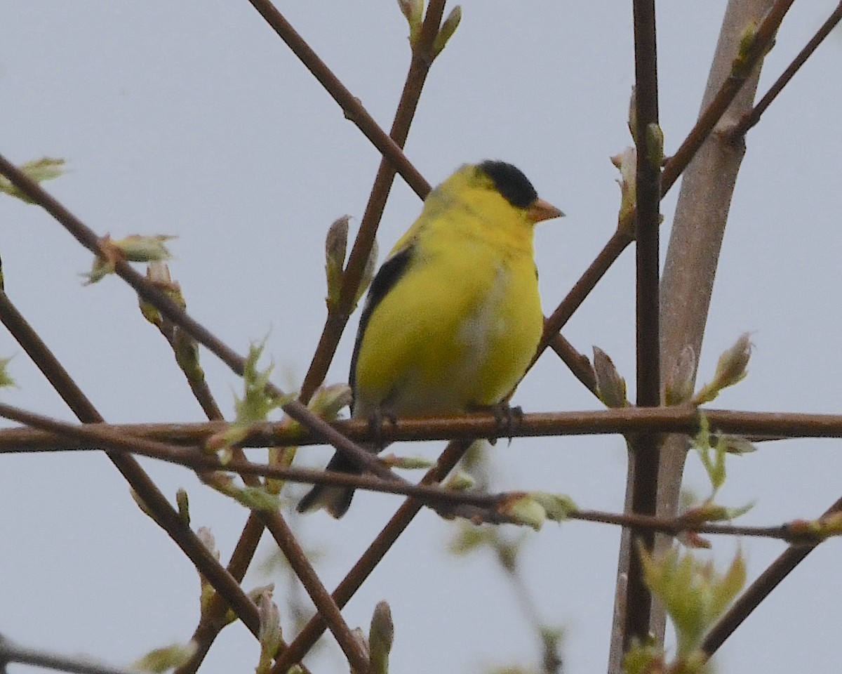 Chardonneret jaune - ML453938251