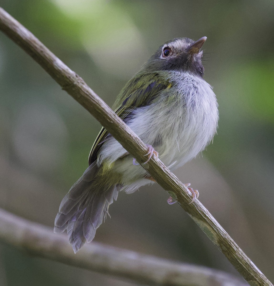 Black-throated Tody-Tyrant - David Ascanio