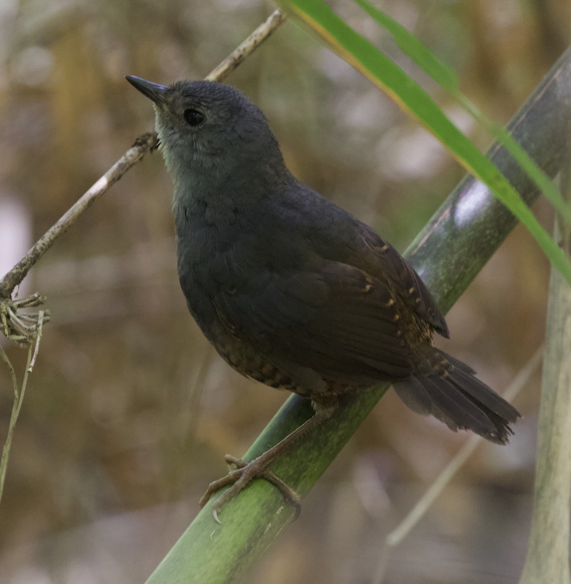 Caracas Tapaculo - David Ascanio