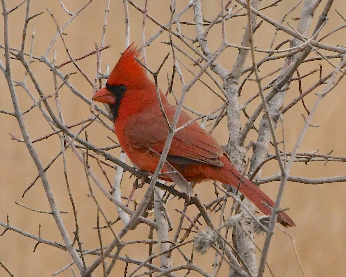 Cardinal rouge - ML453939711