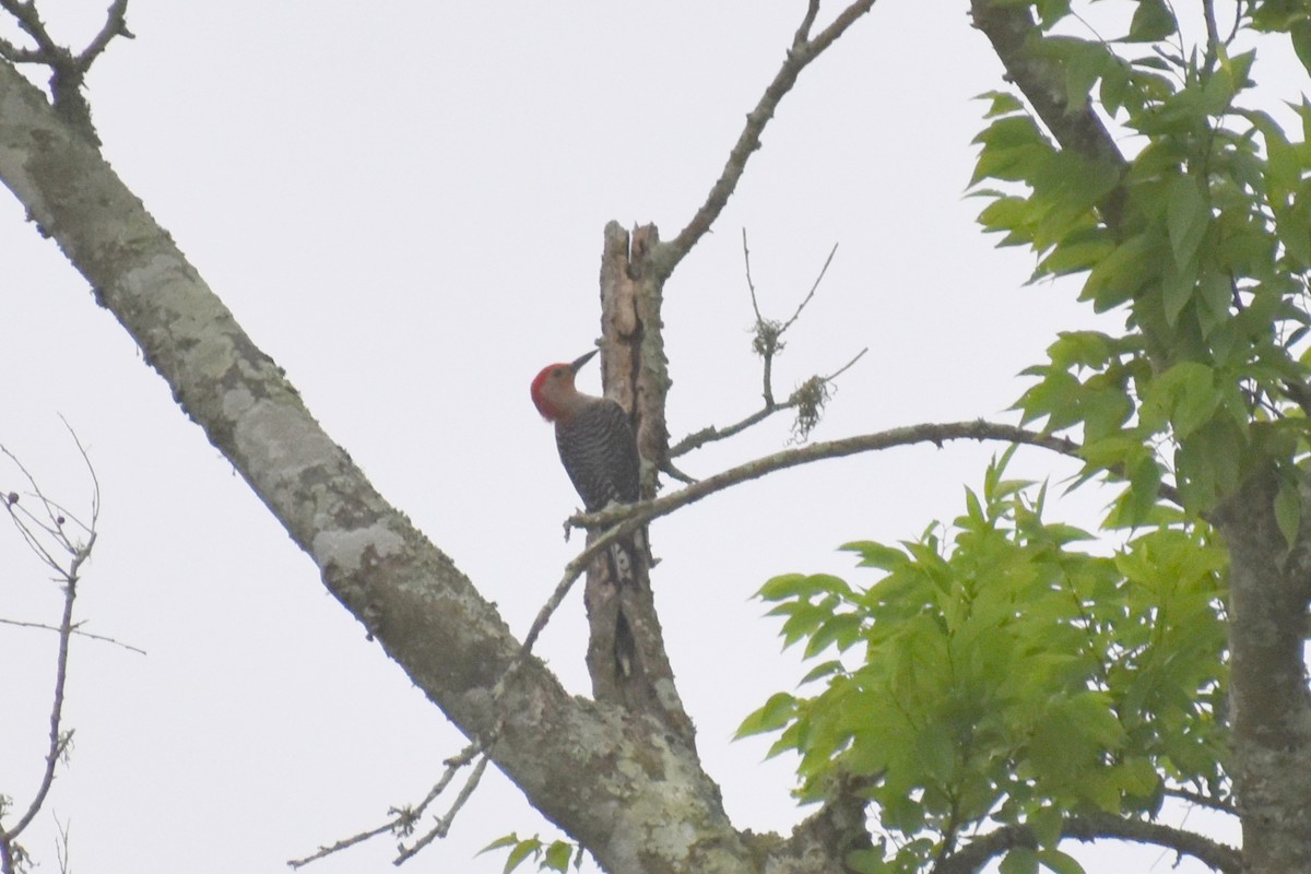 Red-bellied Woodpecker - ML453939821