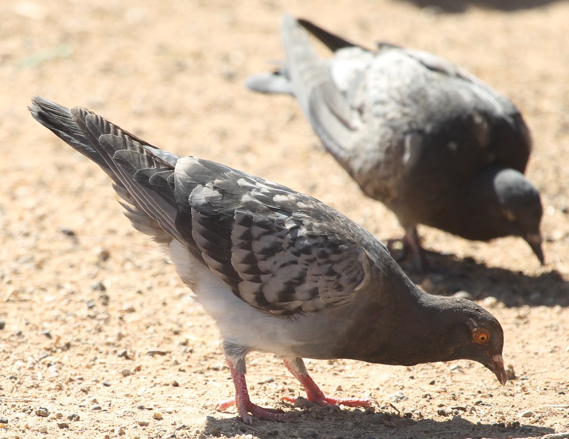 Rock Pigeon (Feral Pigeon) - ML453940201