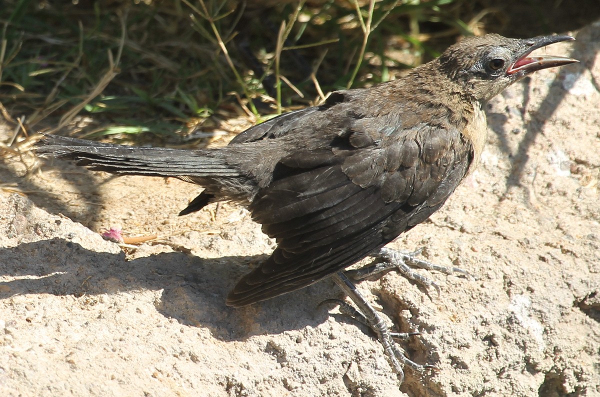 Curve-billed Thrasher - ML453940451