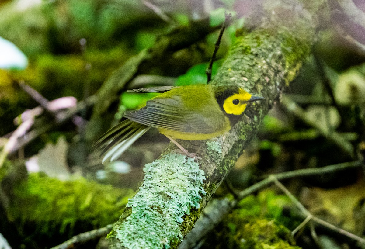 Hooded Warbler - ML453940501