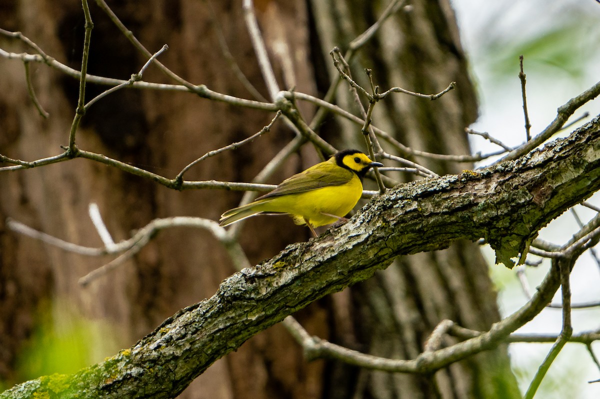 Hooded Warbler - ML453940531