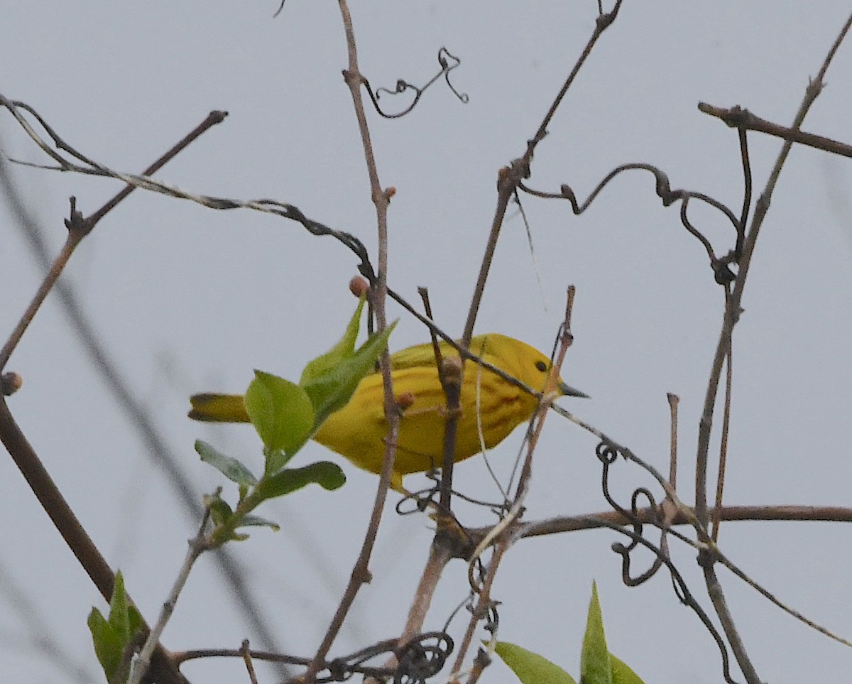 Paruline jaune - ML453940611