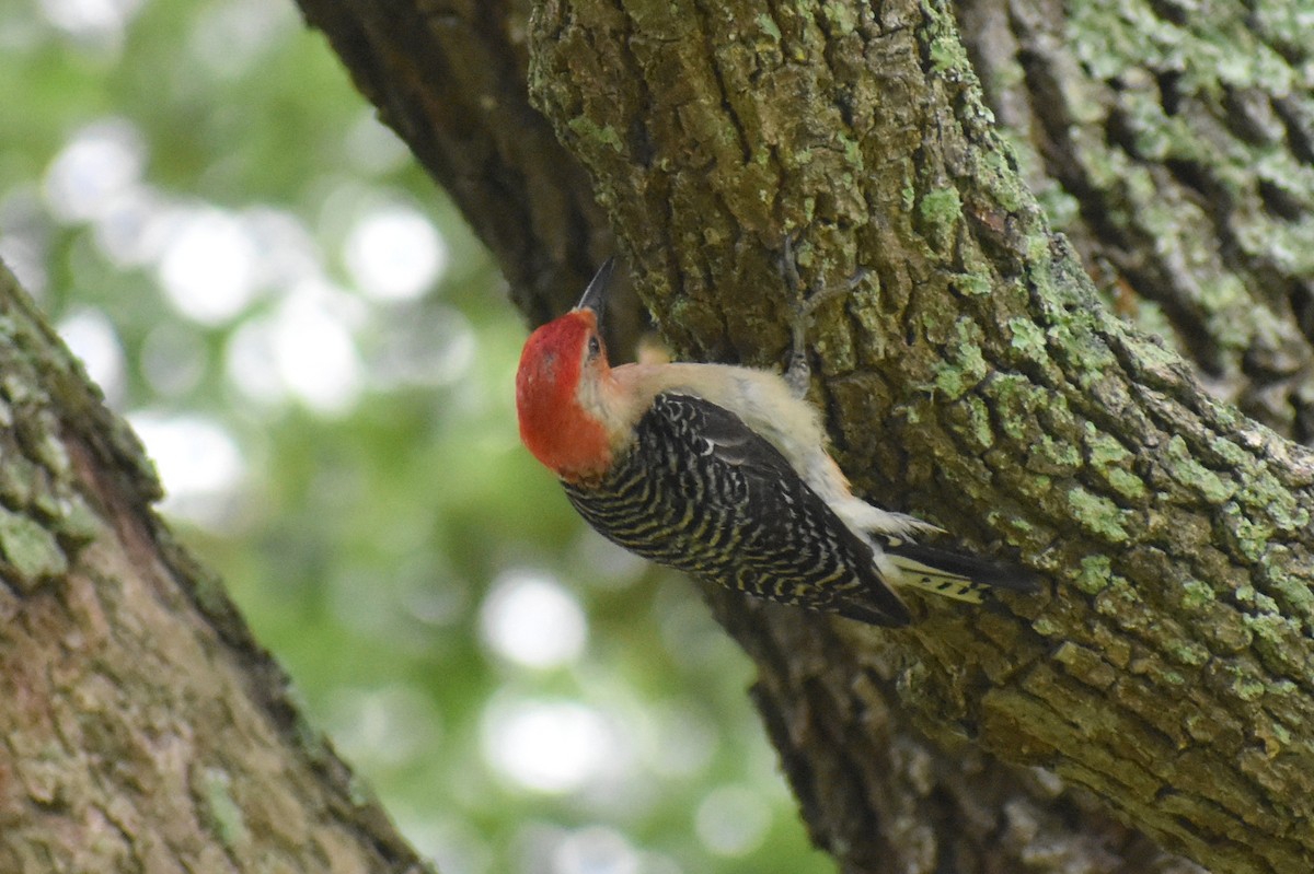 Red-bellied Woodpecker - ML453940981