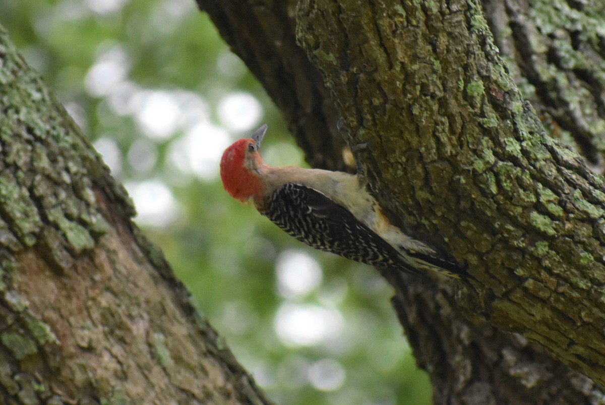 Red-bellied Woodpecker - ML453941011