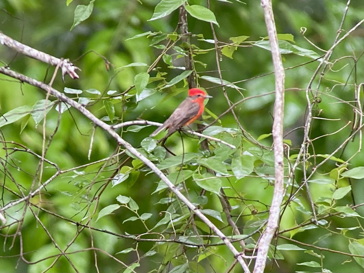 rubintyrann - ML453942521