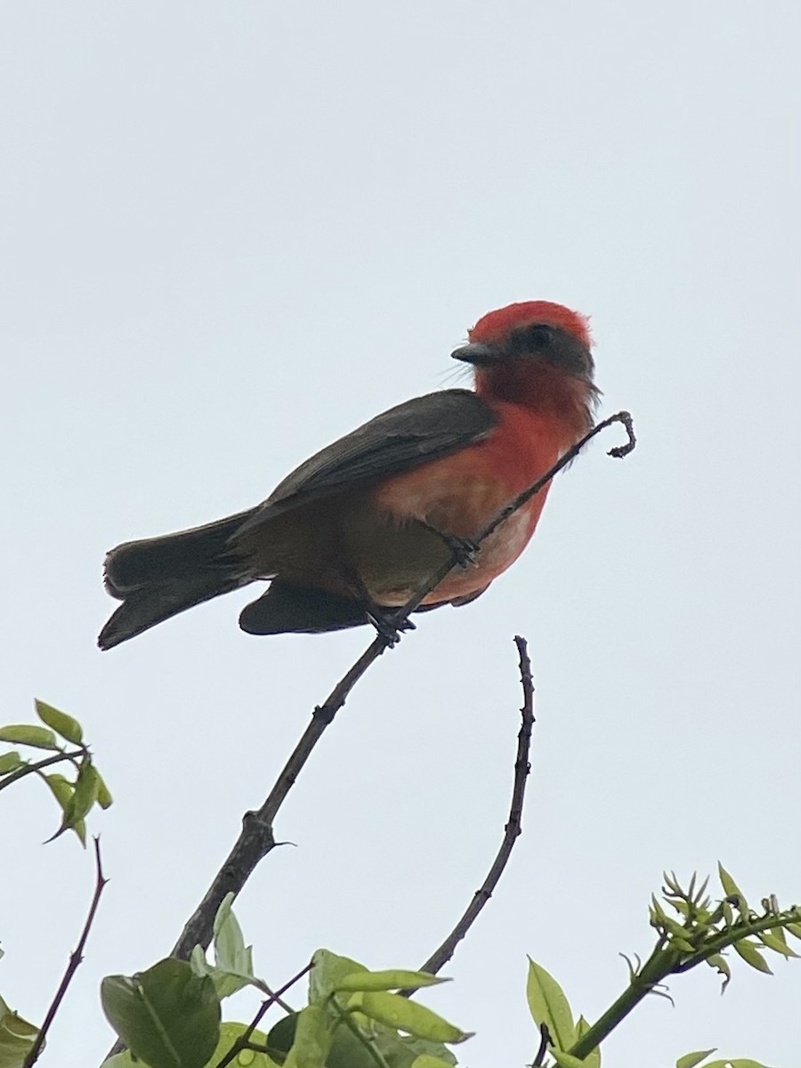 rubintyrann - ML453942551