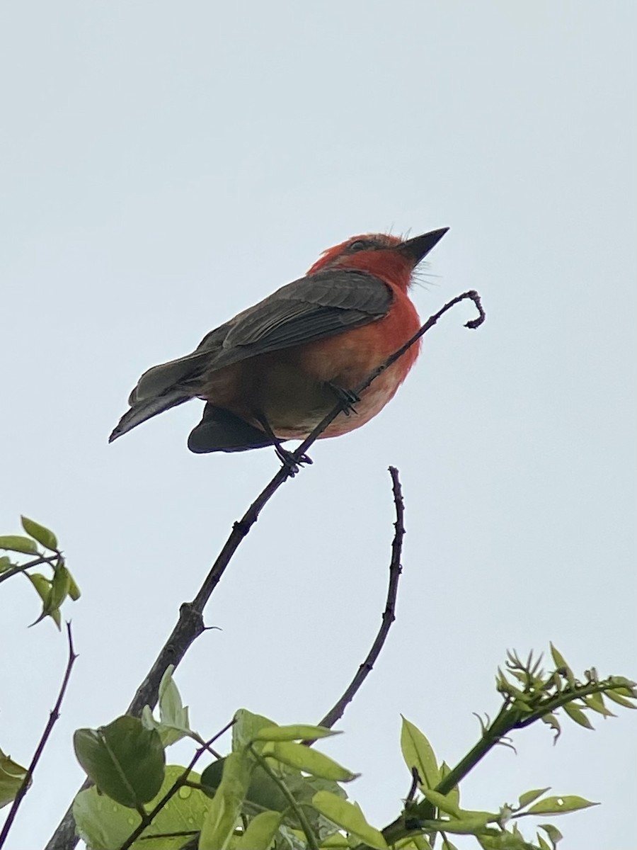 rubintyrann - ML453942581