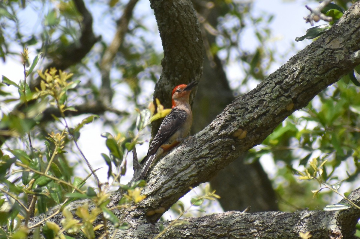 Red-bellied Woodpecker - ML453943011