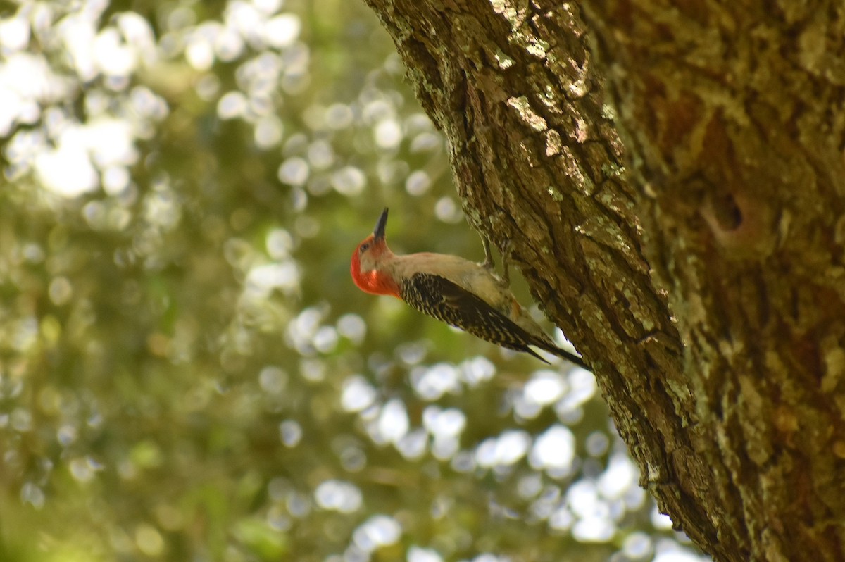 Red-bellied Woodpecker - ML453943271