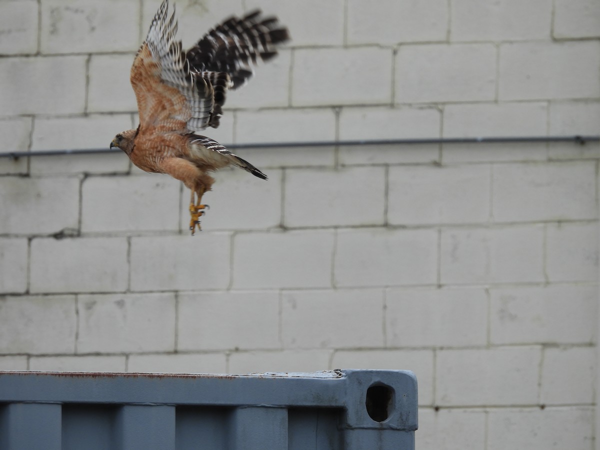 káně páskovaná - ML453943841