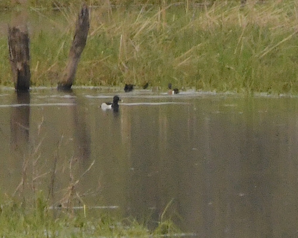 שרשיר כחול-כנף - ML453944191