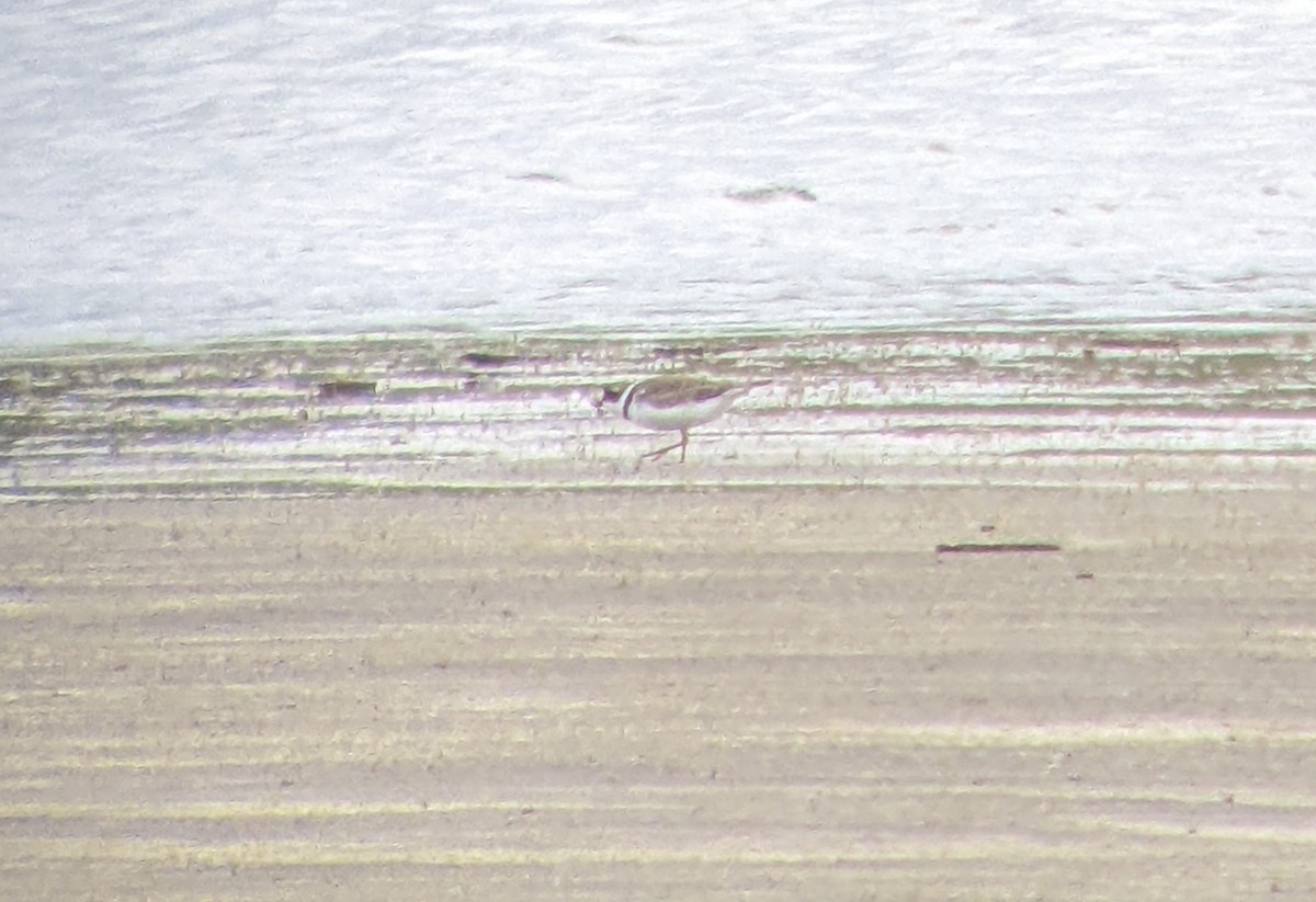 Semipalmated Plover - ML453944291