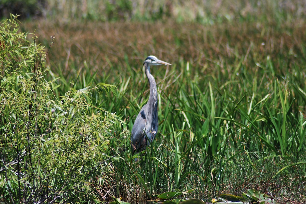 Great Blue Heron (Great Blue) - Mary Anne Fluke