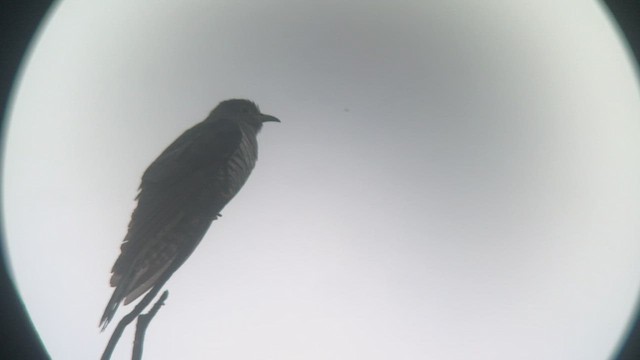 Хурган хөхөө - ML453945491