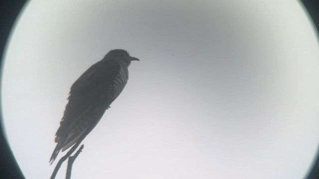 Lesser Cuckoo - ML453945491