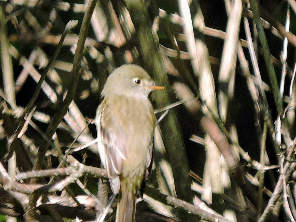 Willow Flycatcher - ML453946301