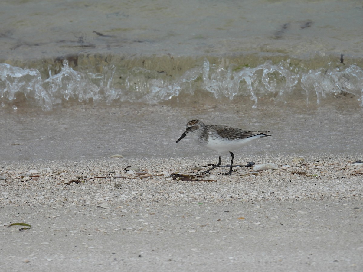 Semipalmated Sandpiper - ML453946421