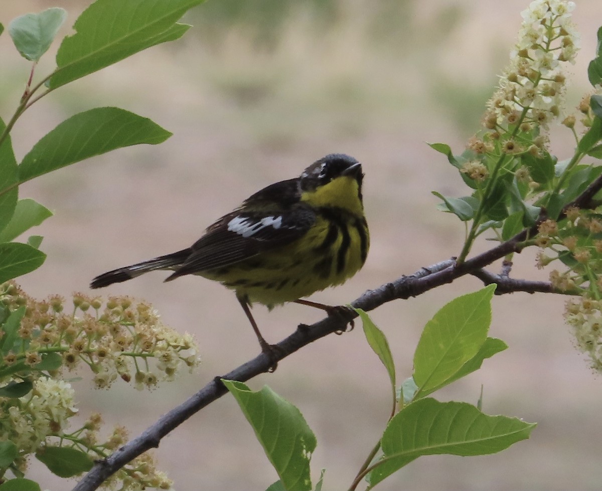 Magnolia Warbler - ML453947261