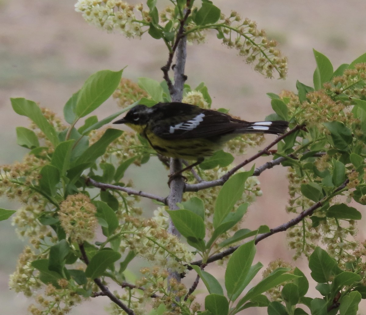 Magnolia Warbler - ML453947271