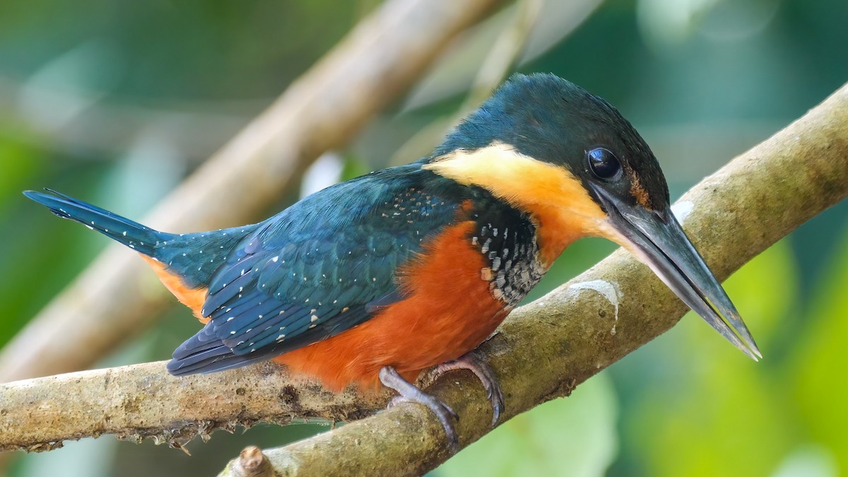 Green-and-rufous Kingfisher - ML453948071