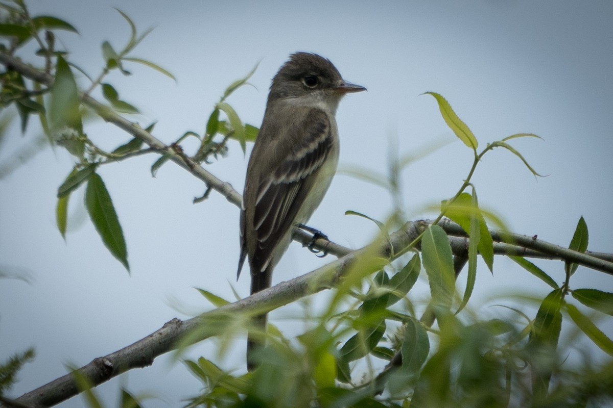 Willow Flycatcher - ML453950051