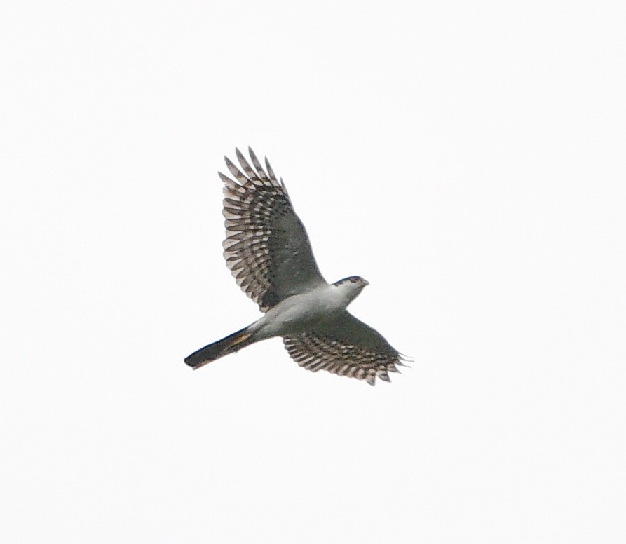 Sharp-shinned Hawk (White-breasted) - ML453950331