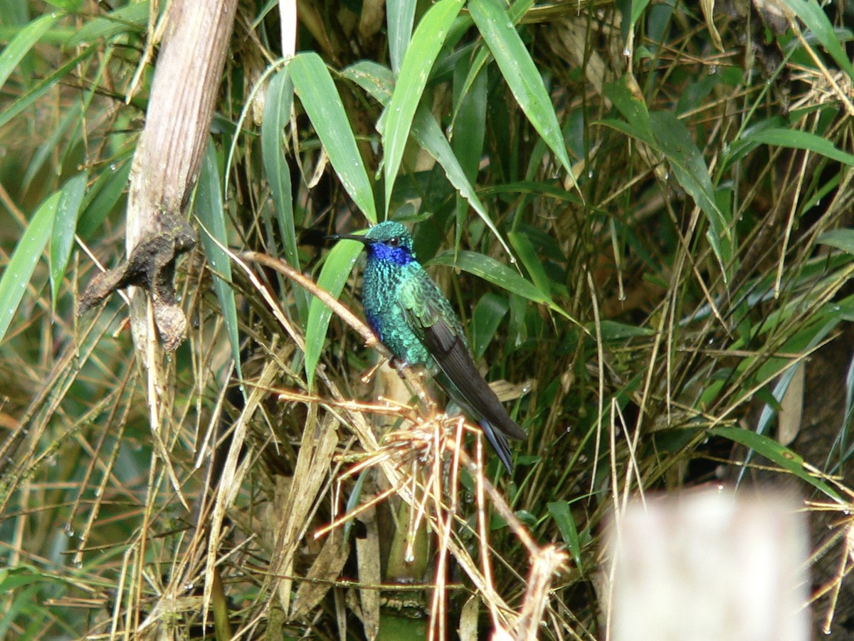 Colibrí Rutilante - ML453950351