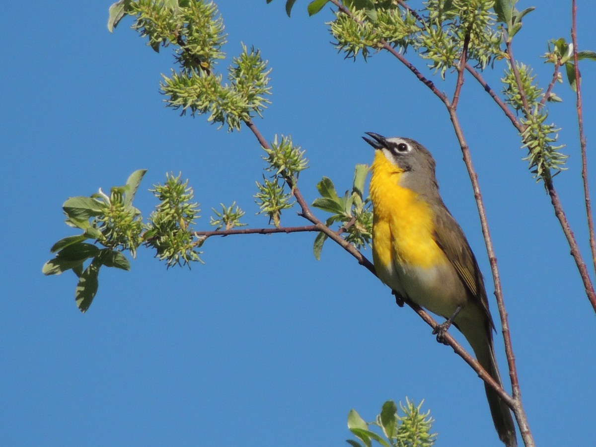 Yellow-breasted Chat - ML453950401