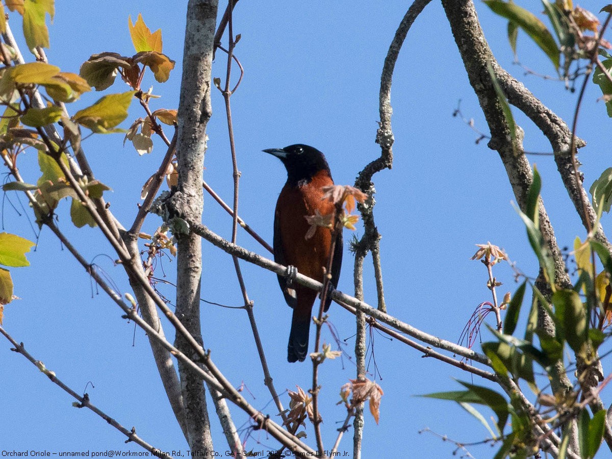 Orchard Oriole - ML453952001