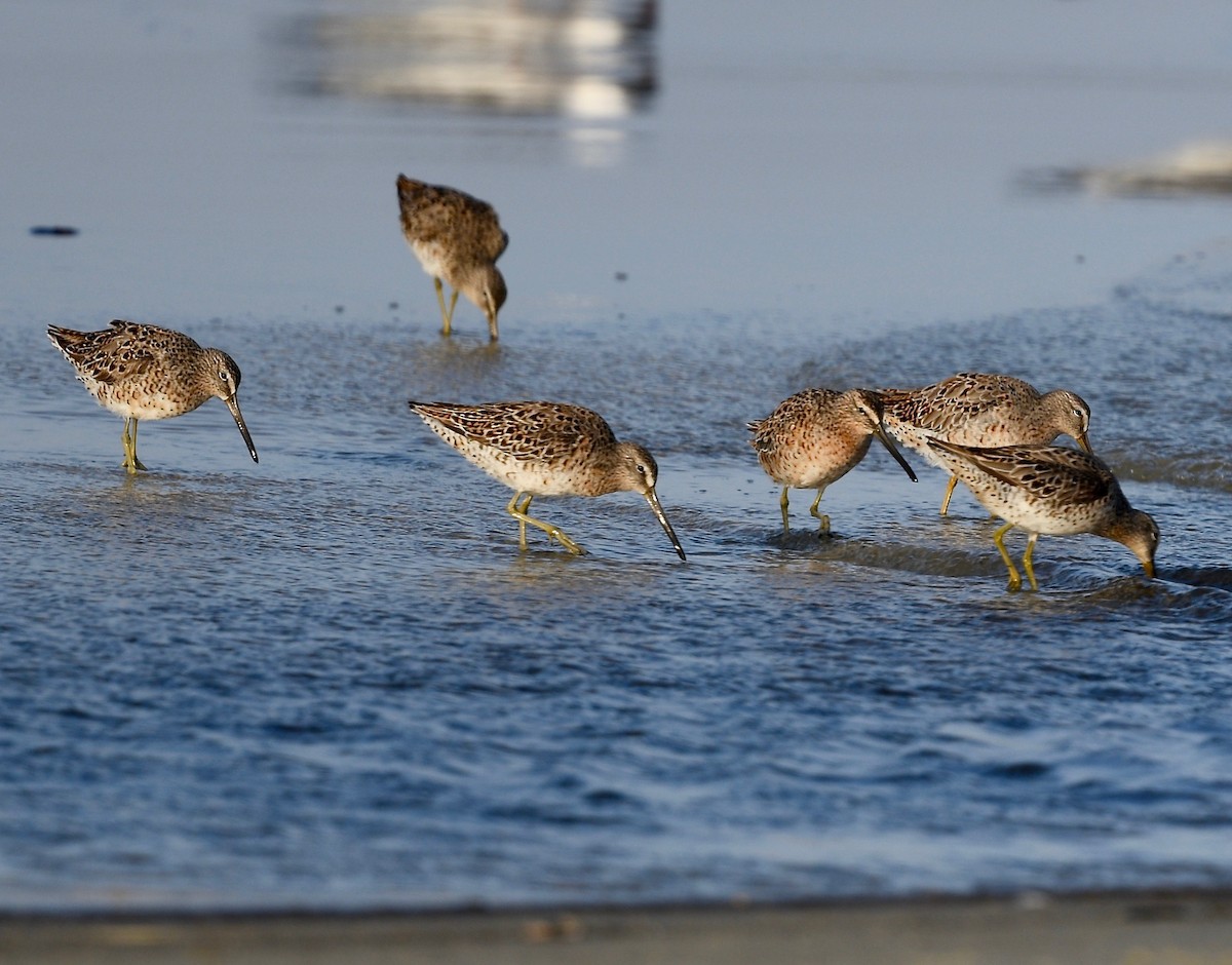 Short-billed Dowitcher - ML453952061